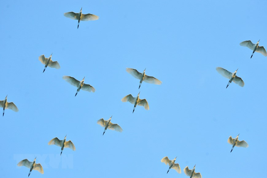 Thung Nham Bird Park, an attractive ecotourism site in Northern Vietnam Thung Nham Bird Park, an attractive ecotourism site in Northern Vietnam